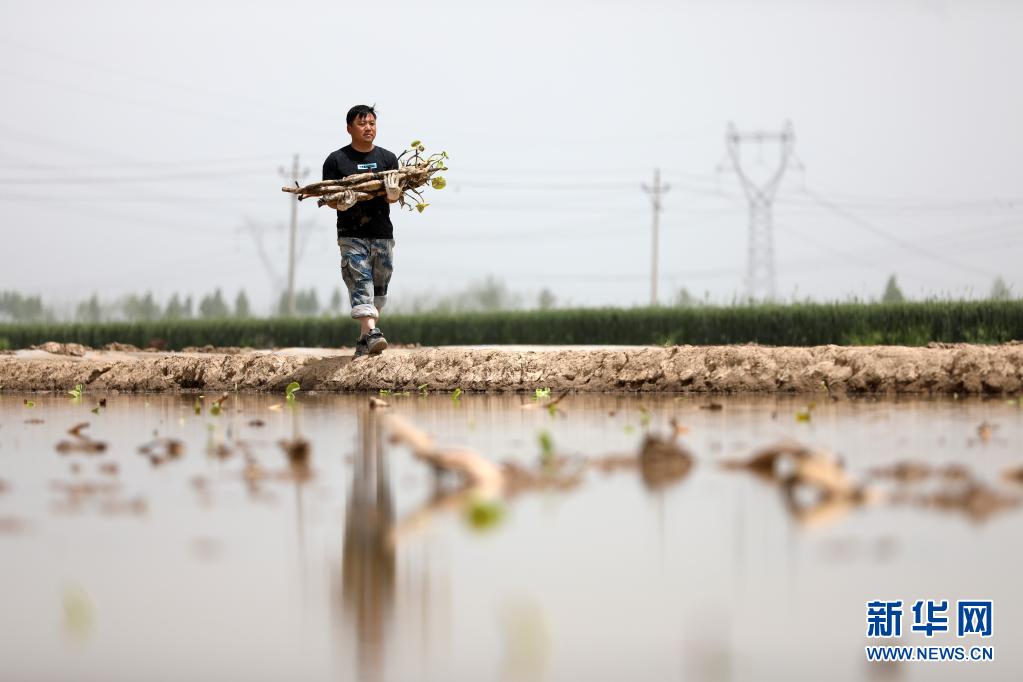 河北邢台：旱地种藕忙