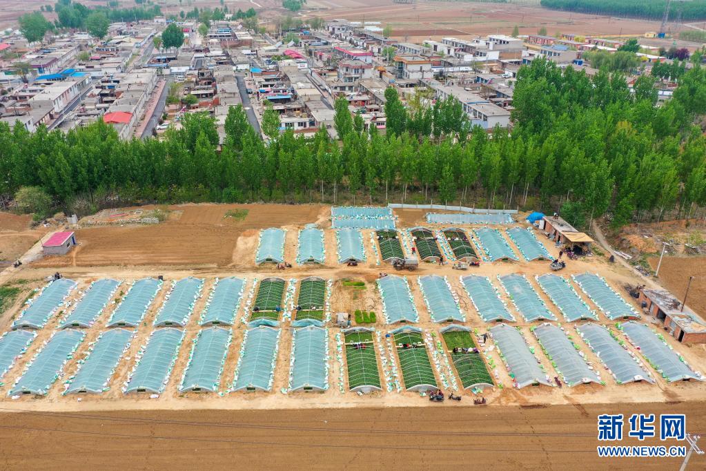 一村一品！河北滦州：薯炕育秧促增收