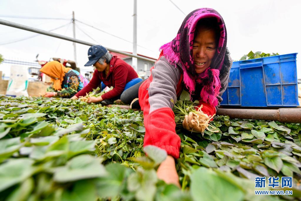 一村一品！河北滦州：薯炕育秧促增收