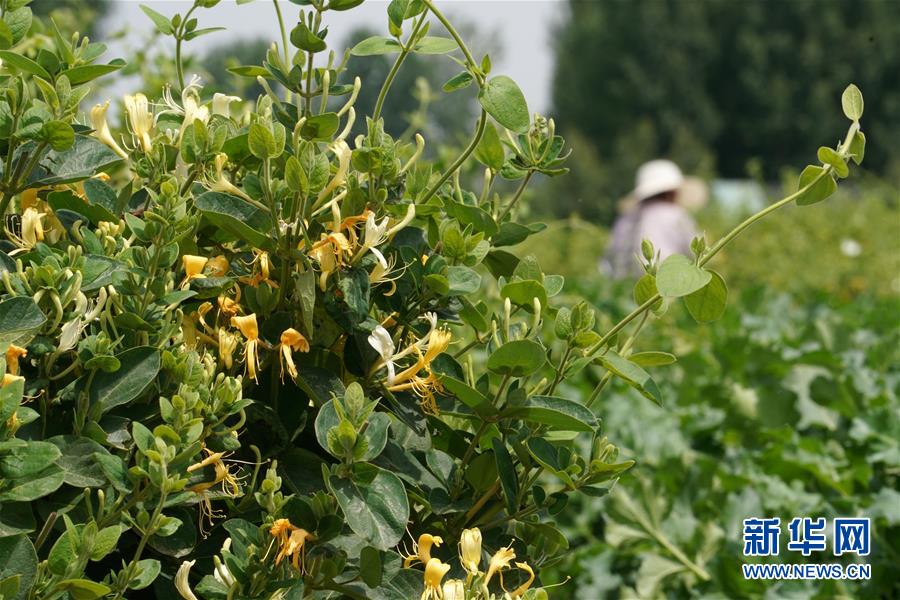 （经济）（2）河北邢台：金银花产业助增收