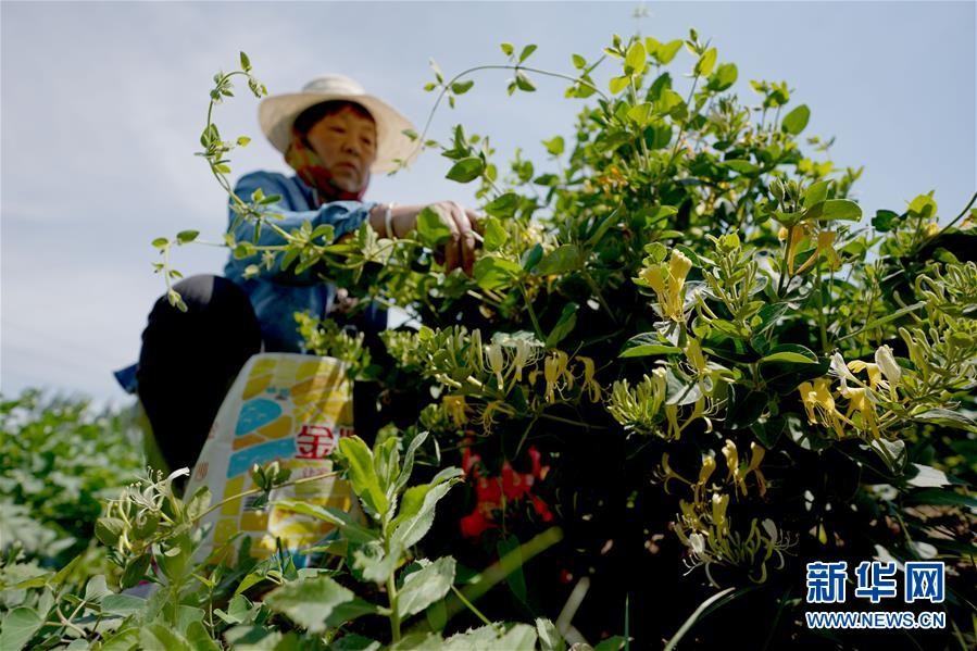 （经济）（4）河北邢台：金银花产业助增收