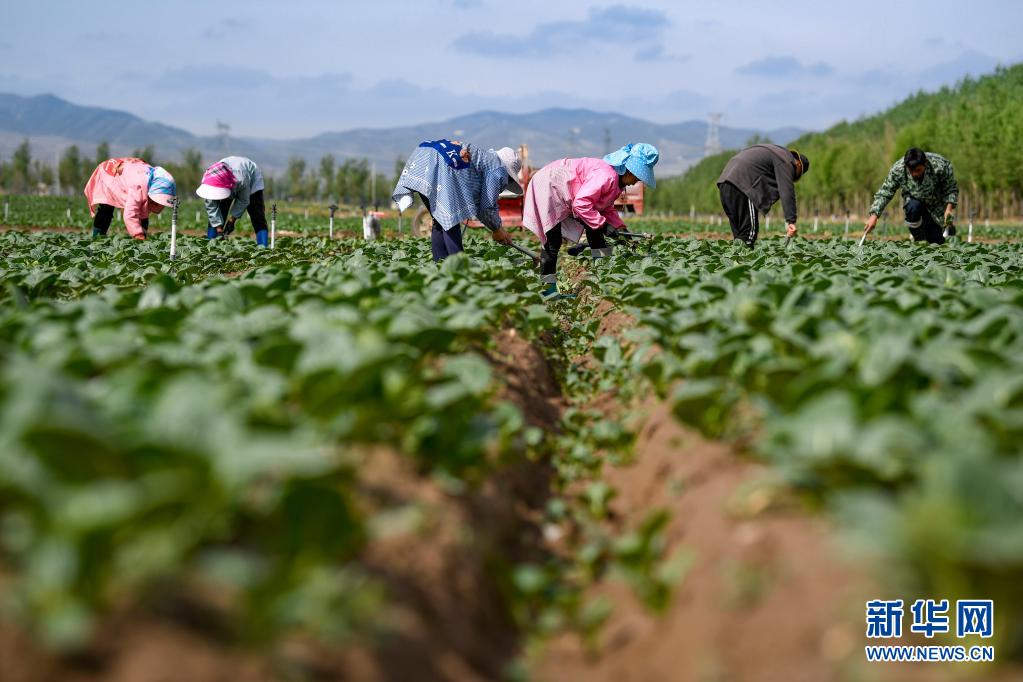 宁夏原州：今日小满 冷凉蔬菜收获忙
