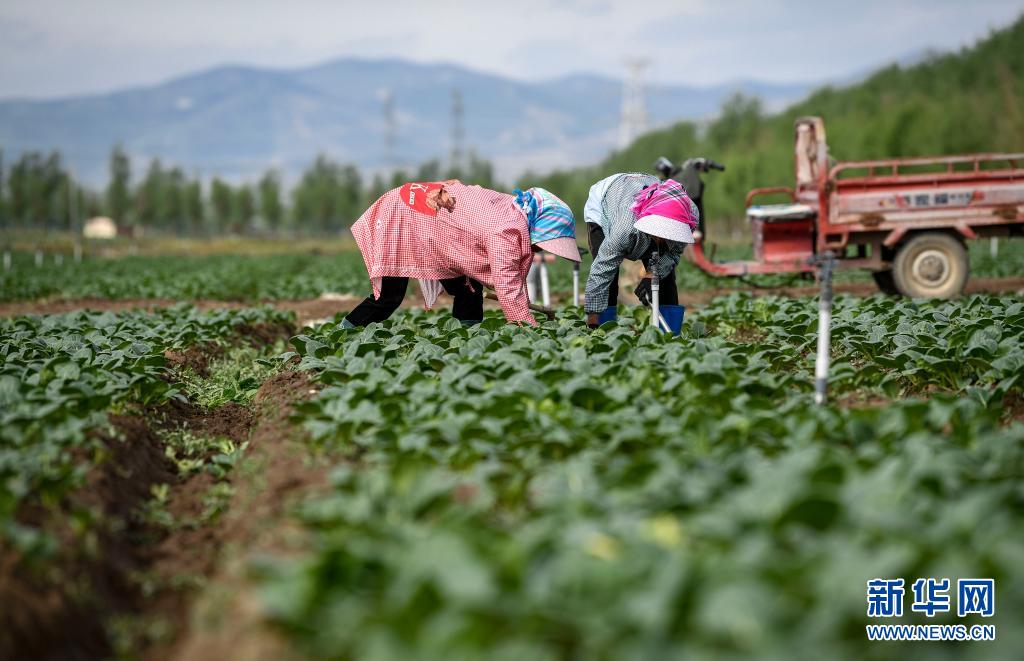 宁夏原州：今日小满 冷凉蔬菜收获忙