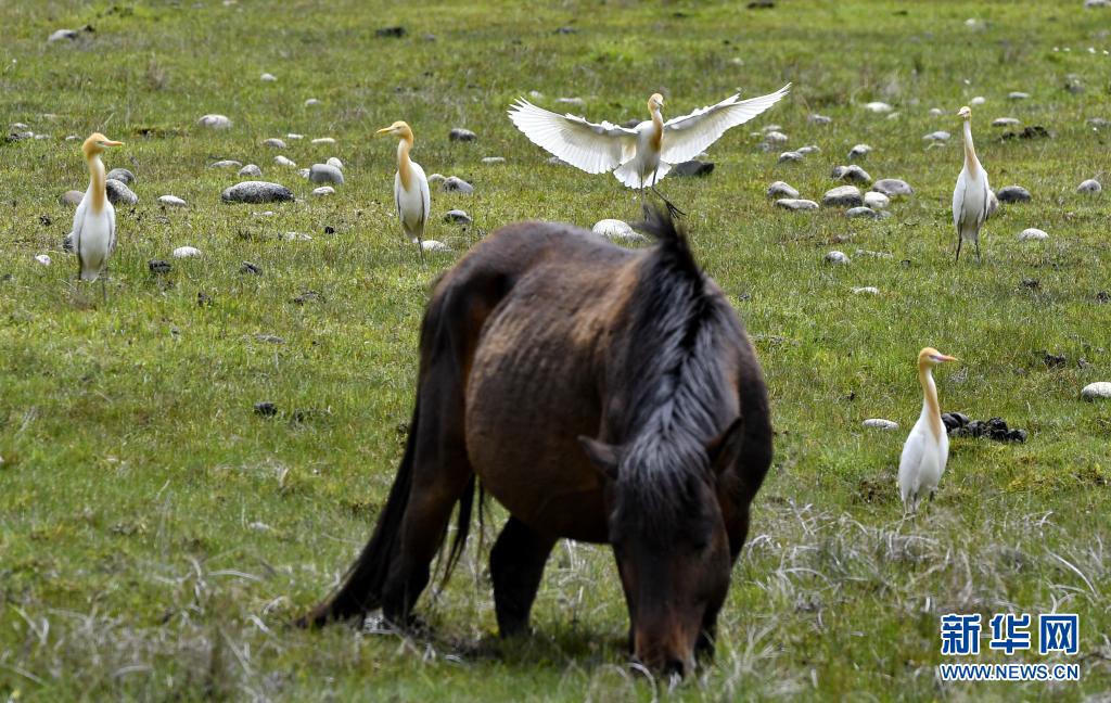 林芝：公园里的牛背鹭