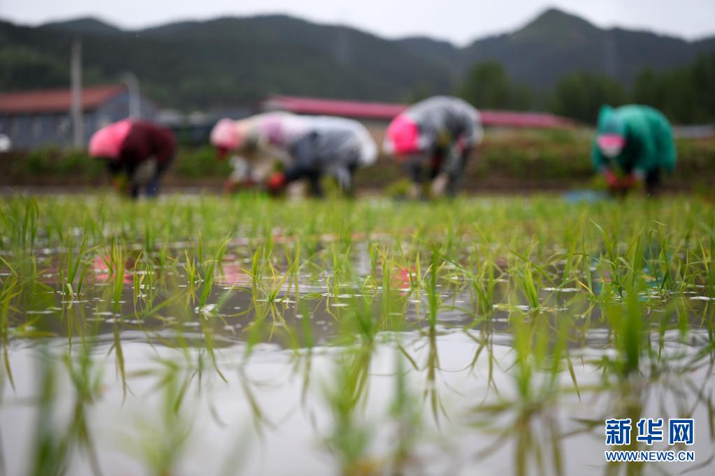 河北隆化：水稻插秧忙