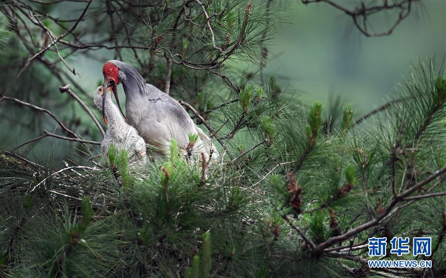 （镜观中国&middot;新华社国内新闻照片一周精选）（15）从&ldquo;7&rdquo;到&ldquo;7000&rdquo;，从&ldquo;灭绝&rdquo;到&ldquo;重生&rdquo;