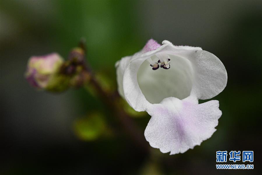 （镜观中国&middot;新华社国内新闻照片一周精选）（23）海南：探秘珍稀植物