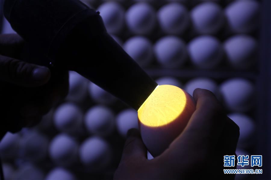 #（镜观中国&middot;新华社国内新闻照片一周精选）（16）新模式养鹅孵苗 &ldquo;反季节&rdquo;助农增收