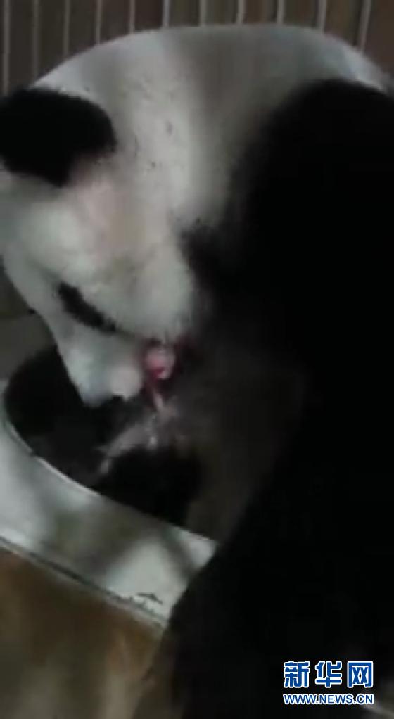 旅马大熊猫“靓靓”5月31日诞下第三只宝宝