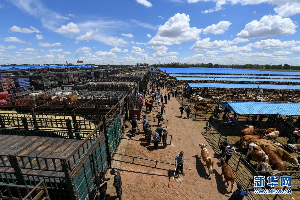 内蒙古：开鲁牛市交易忙