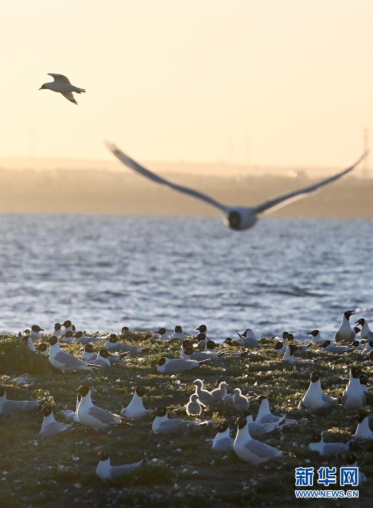 陕北红碱淖湿地 遗鸥的天堂