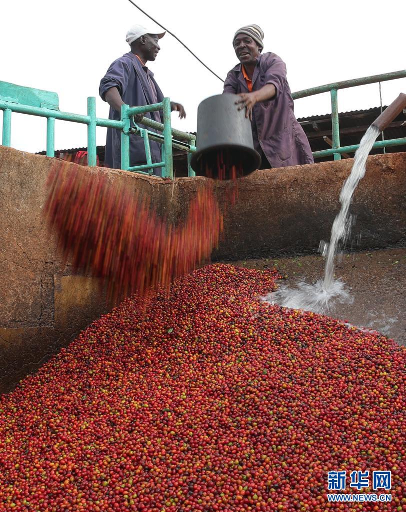 肯尼亚迎来咖啡豆收获季 工人分拣忙