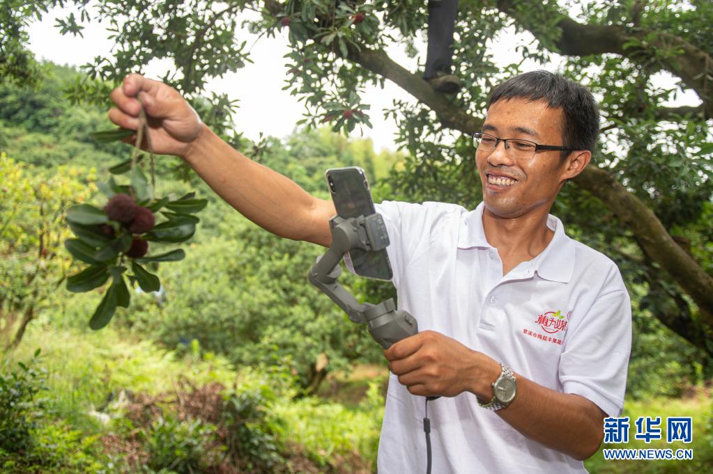 浙江慈溪：3.8万亩杨梅进入采摘季