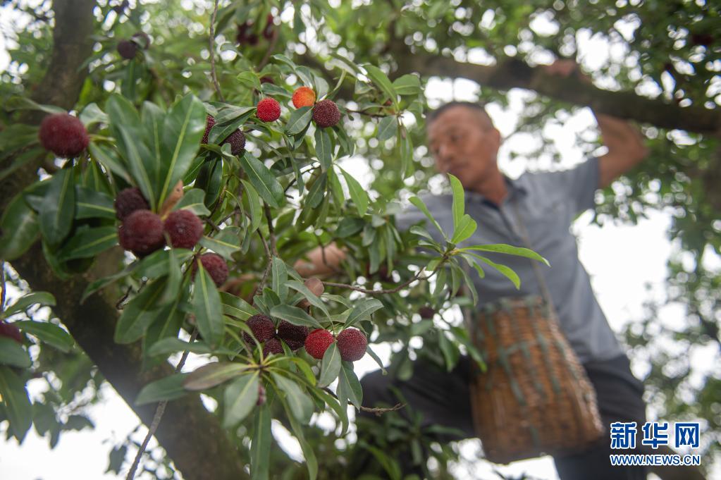 浙江慈溪:3.8万亩杨梅进入采摘季