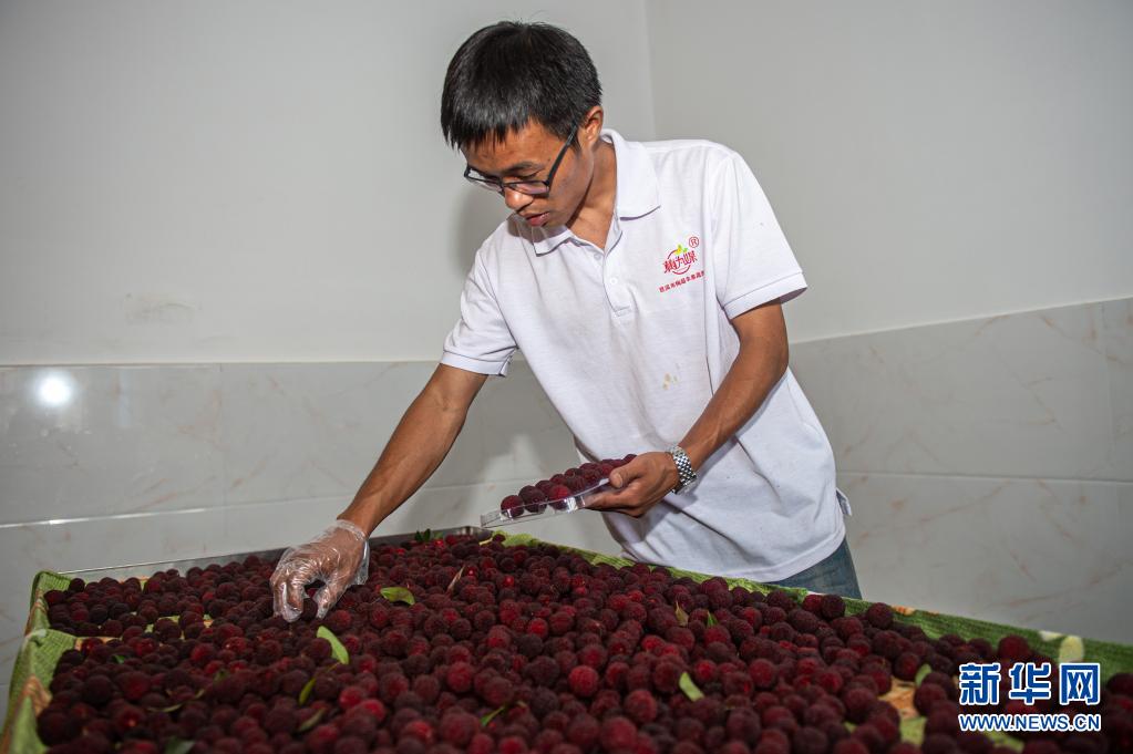 浙江慈溪:3.8万亩杨梅进入采摘季