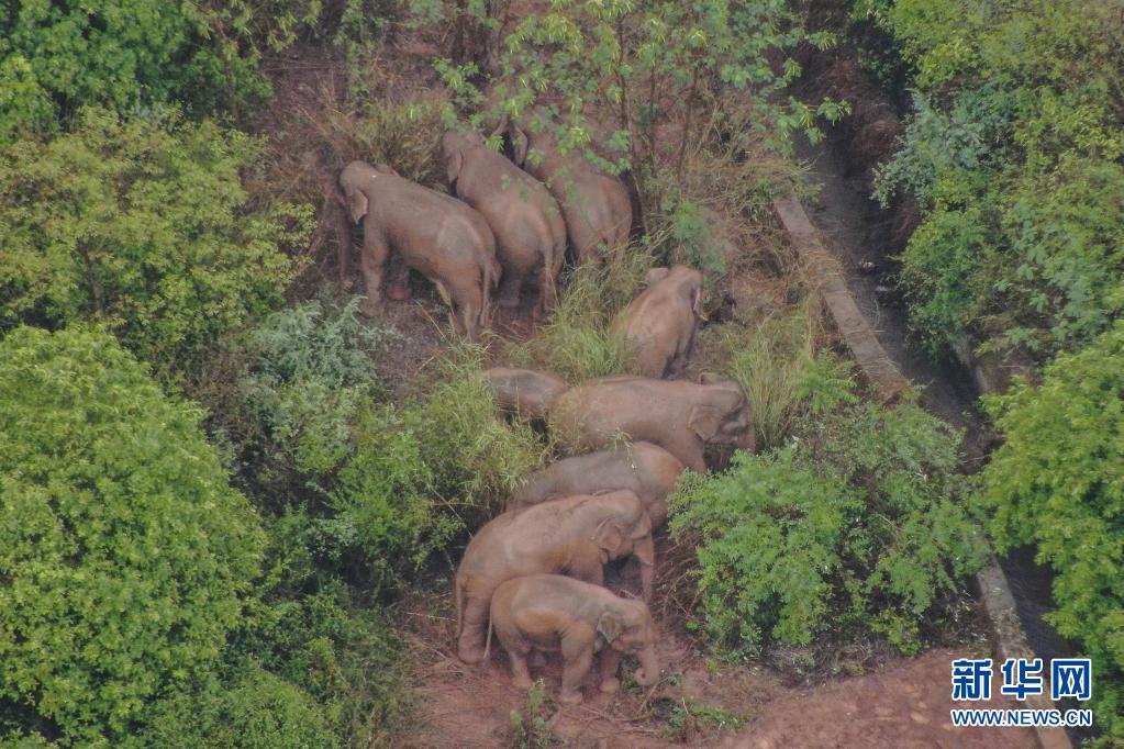 云南北迁亚洲象群在玉溪市易门县小范围迂回迁移 人象平安