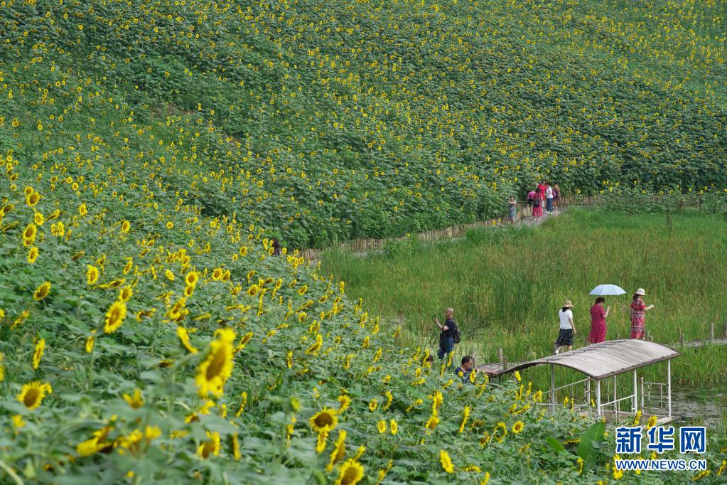 重庆北碚区：向日葵花开迎客来