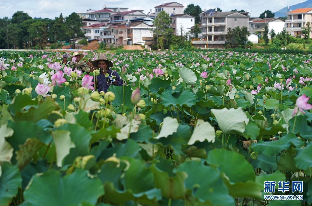 江西广昌：夏日荷花别样红