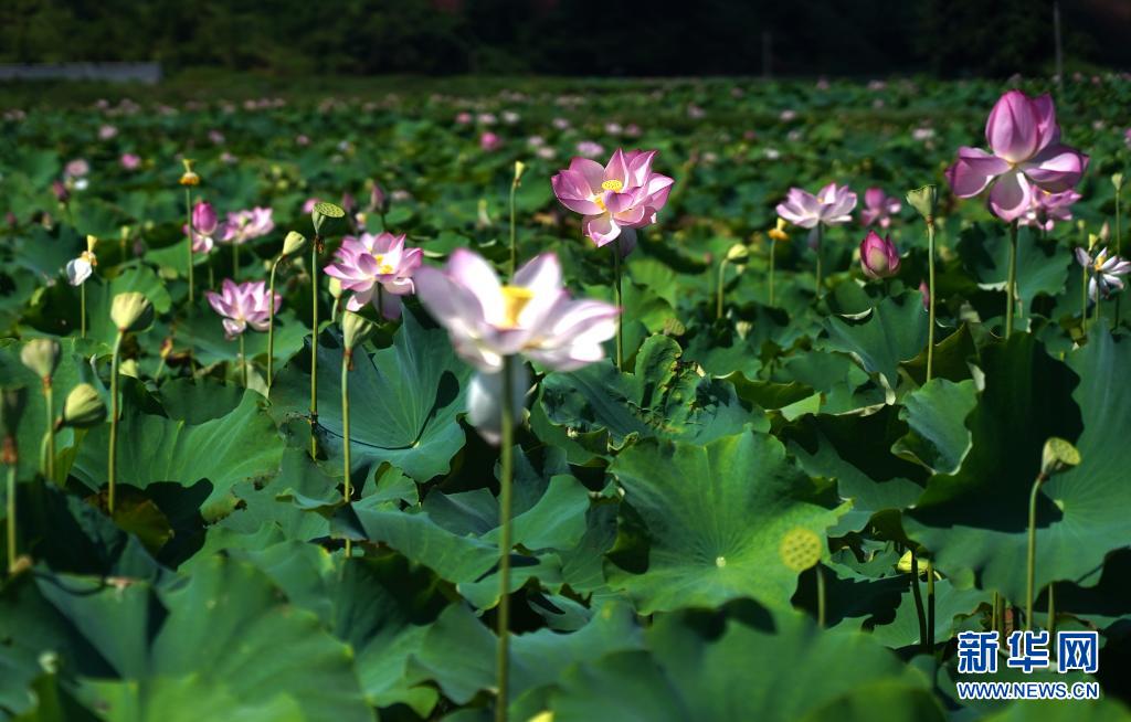 江西广昌：夏日荷花别样红