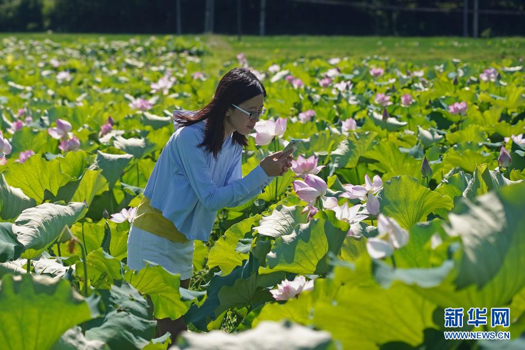 江西广昌：夏日荷花别样红