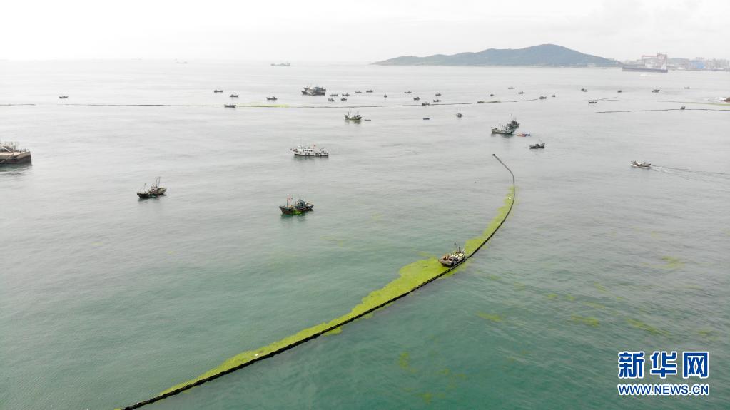 青岛全力抗击最大规模浒苔侵袭