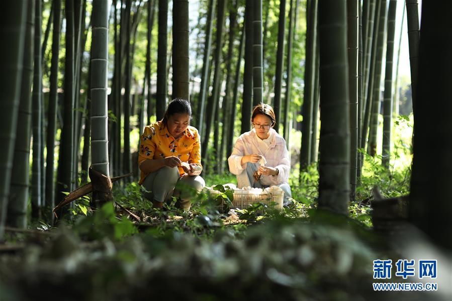 #（经济）（1）贵州赤水：林下竹荪助农增收