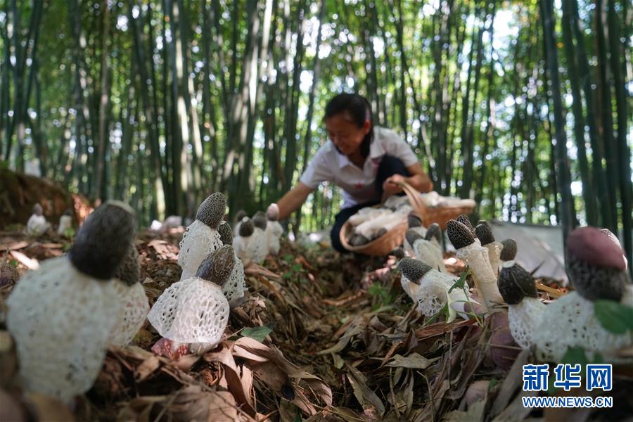#(经济)(2)贵州赤水:林下竹荪助农增收