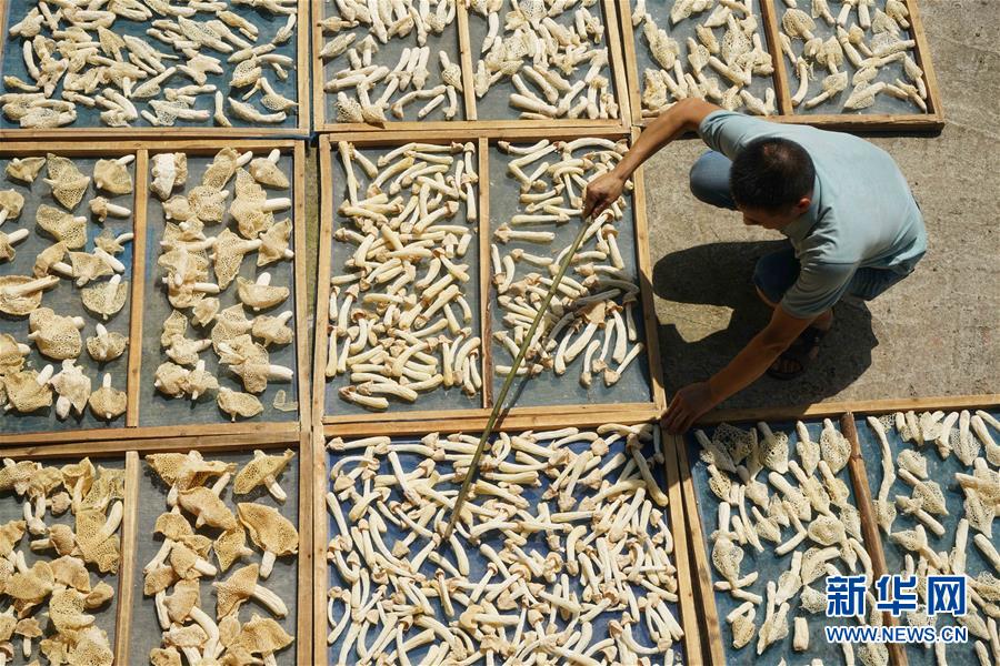 #（经济）（3）贵州赤水：林下竹荪助农增收