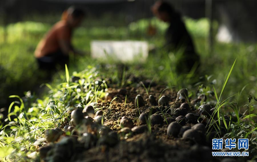 #（经济）（4）贵州赤水：林下竹荪助农增收