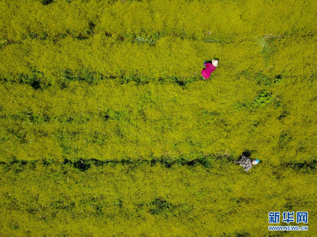 河北滦平：发展中药材种植 促进农民增收