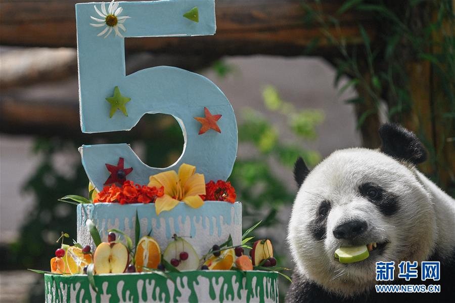 （国际&middot;一周看天下）莫斯科动物园为大熊猫&ldquo;如意&rdquo;庆祝生日