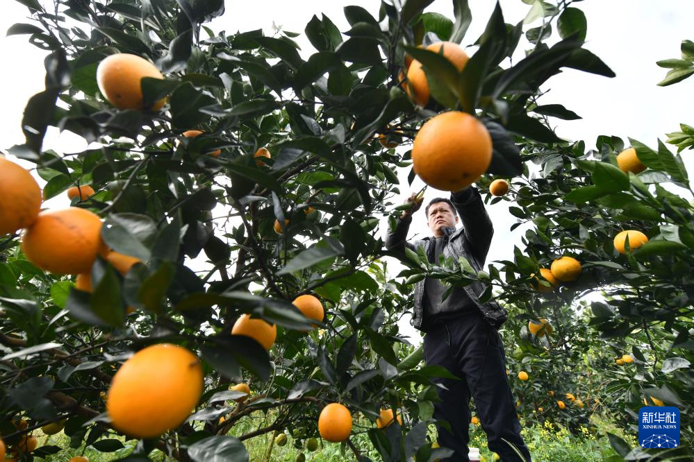 广西鹿寨：又到蜜橙上市季