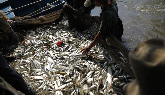 佛山一公園湖內魚密度過大 2萬斤魚被填埋