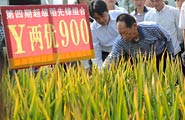 超级杂交稻：不止是数字的突破