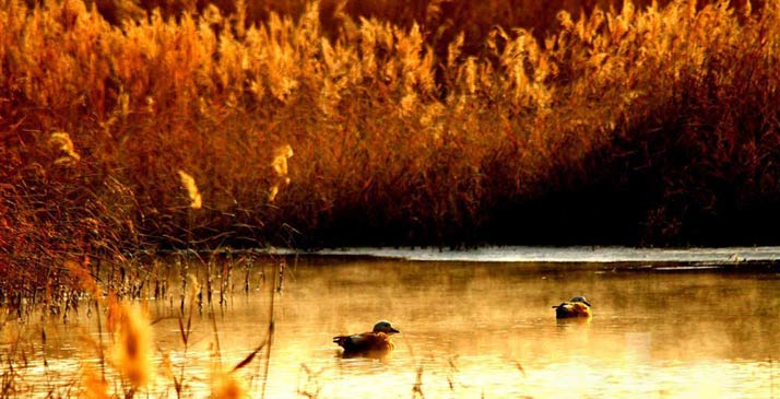 湿地公园冬日风光