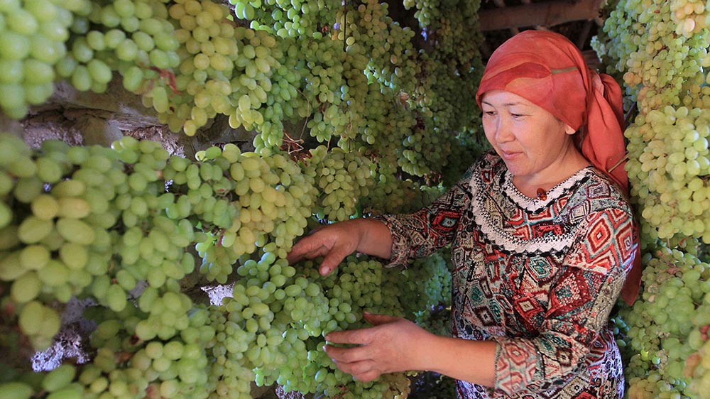 新疆哈密葡萄熟了