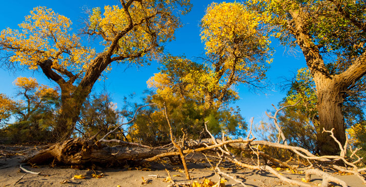 金秋额济纳 醉美胡杨林