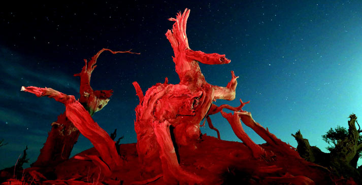 新疆哈密胡杨&ldquo;醉&rdquo;美金秋