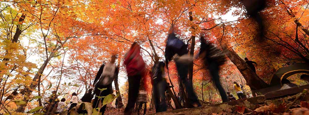 &ldquo;枫景&rdquo;醉人