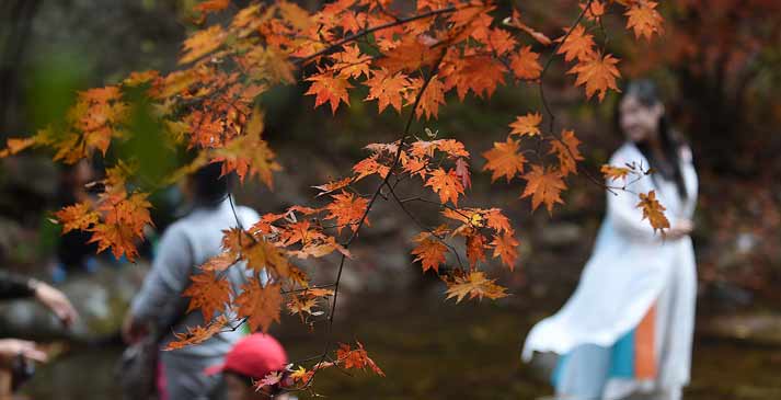 &ldquo;枫景&rdquo;醉人