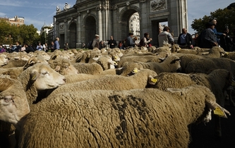 马德里千头羊上街
