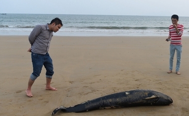 青岛沙滩上现死江豚