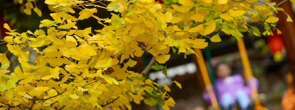 北京秋色正当时