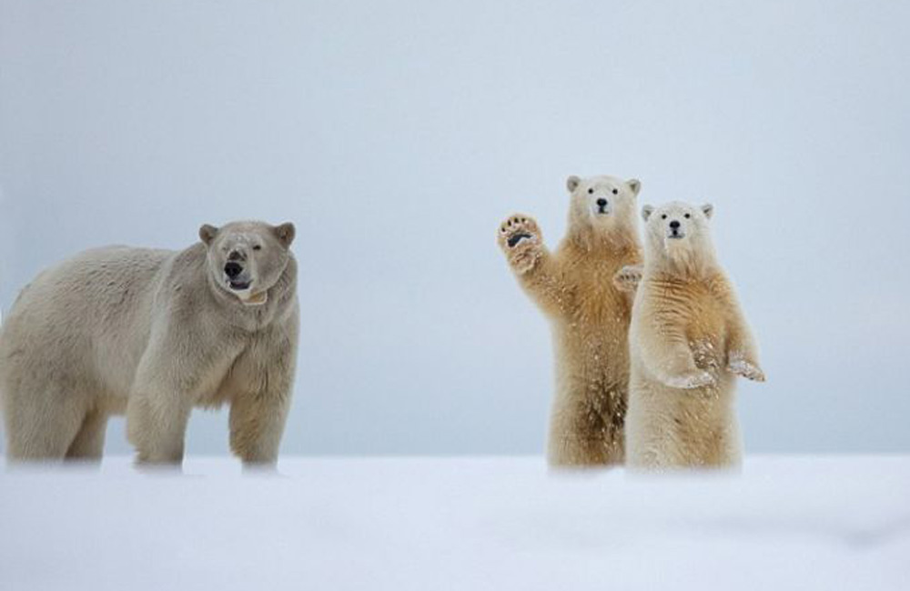 北极熊向摄影师镜头&ldquo;挥手&rdquo;瞬间