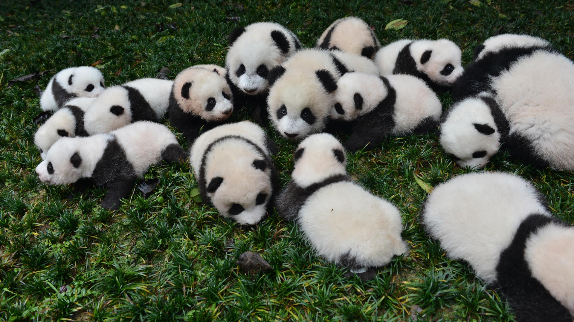 特写：熊猫宝宝和花为何如此可爱——熊猫系列（44）_哔哩哔哩_bilibili