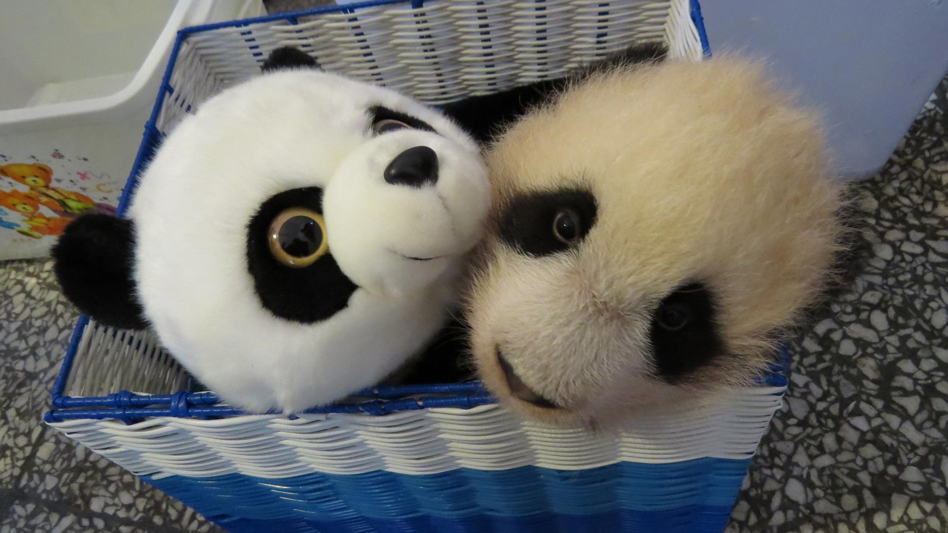 心都萌化了!图片记录大熊猫宝宝百变萌态