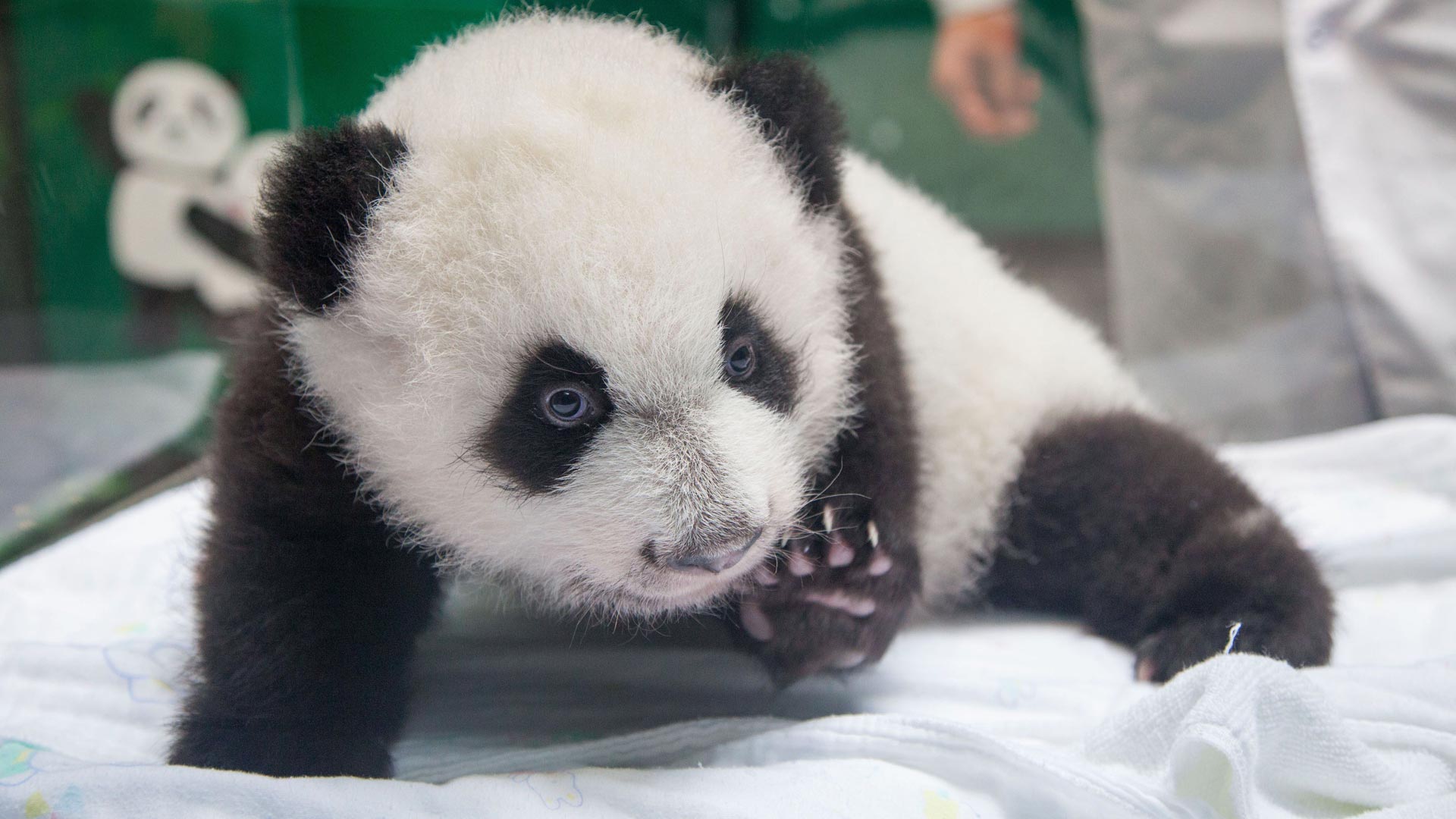 China zoo unveils first panda triplets - Mirror Online