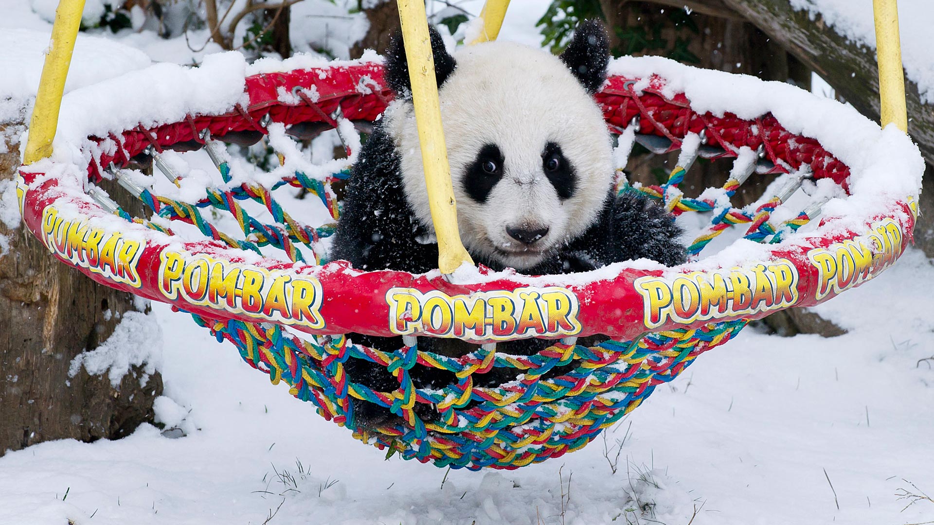 心都萌化了!图片记录大熊猫宝宝百变萌态