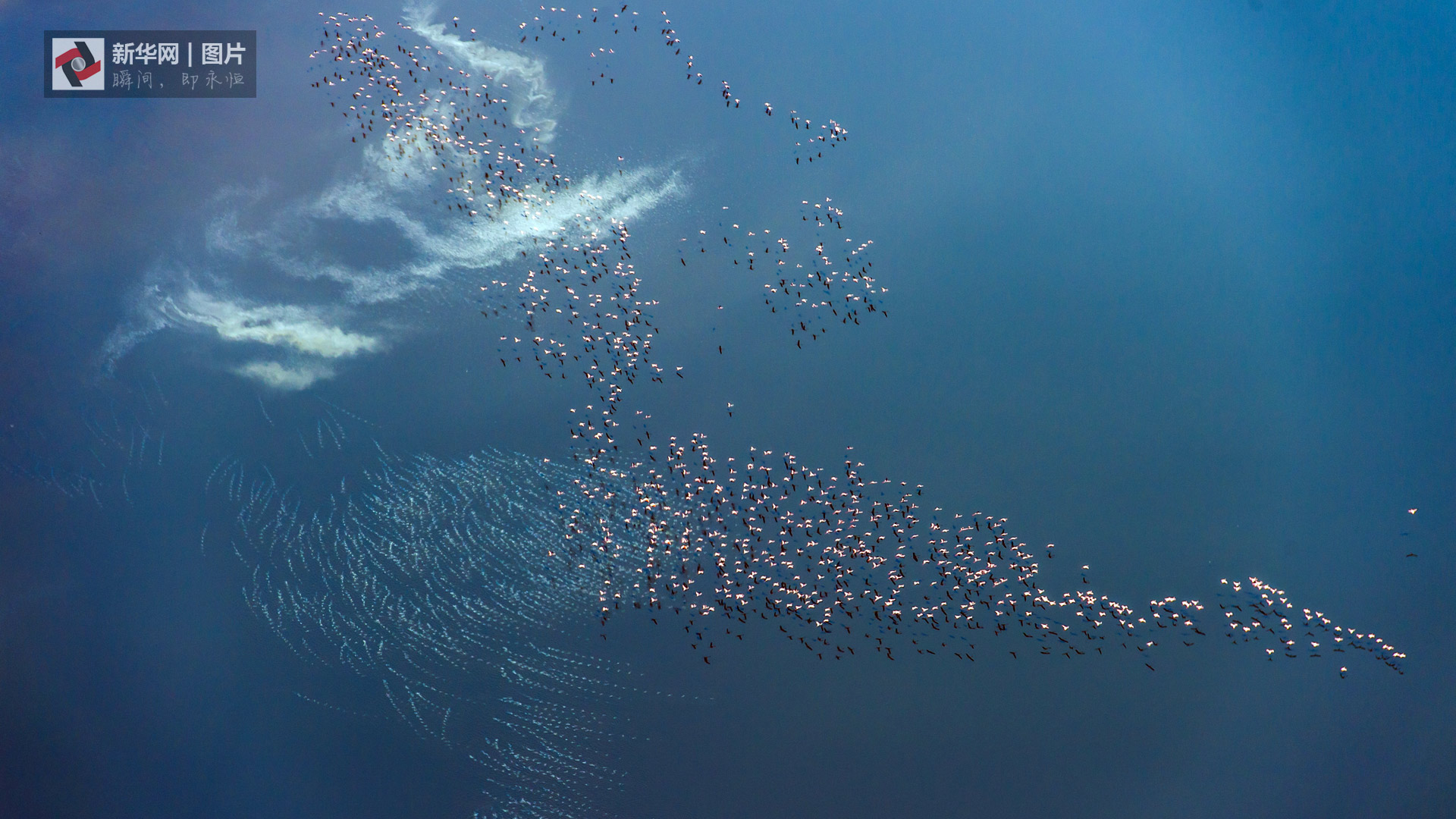 航拍纳特龙湖(Lake Natron) --火烈鸟的幼儿园