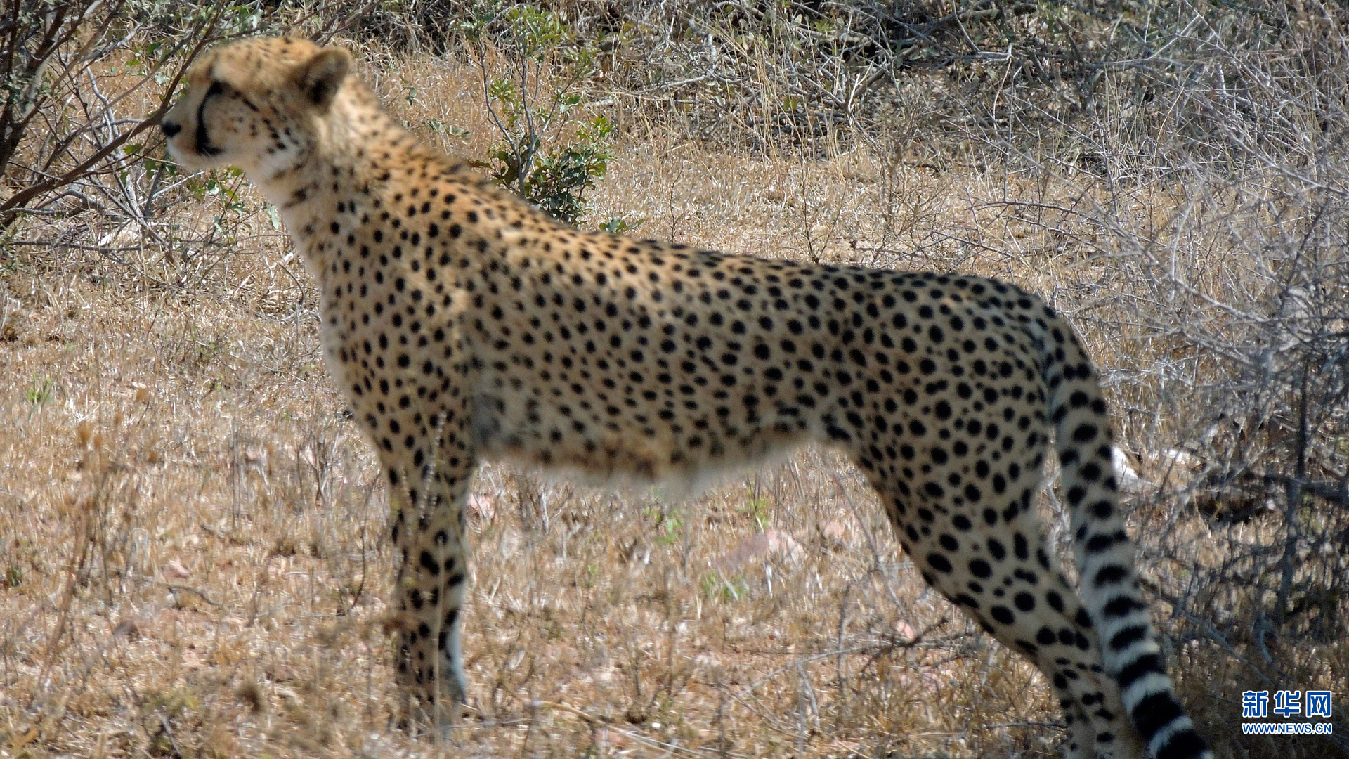 【高清图集】全球猎豹面临濒危 仅剩约7100只